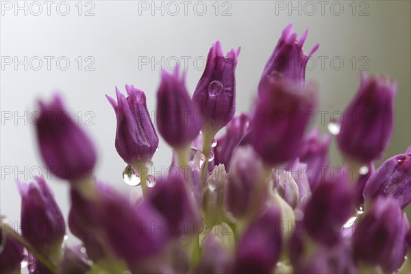 Ornamental leek (Alium), water droplets, spring, Germany, Europe