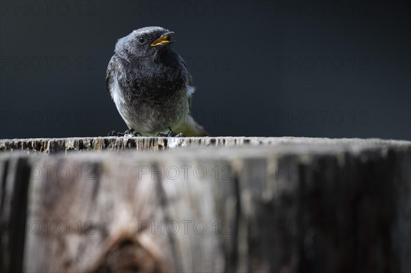 Black redstart (Phoenicurus ochruros), young bird, sitting on a tree trunk, Stuttgart, Baden-Wuerttemberg, Germany, Europe