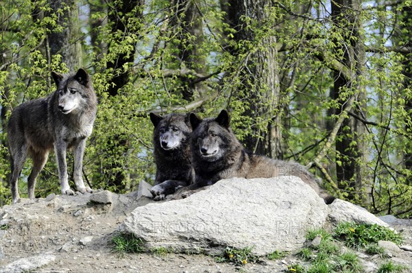 Mackenzie valley wolf (Canis lupus occidentalis), Captive, Germany, Europe, Two relaxing wolves lying on a rock surrounded by green plants, Tierpark, Baden-Wuerttemberg, Europe