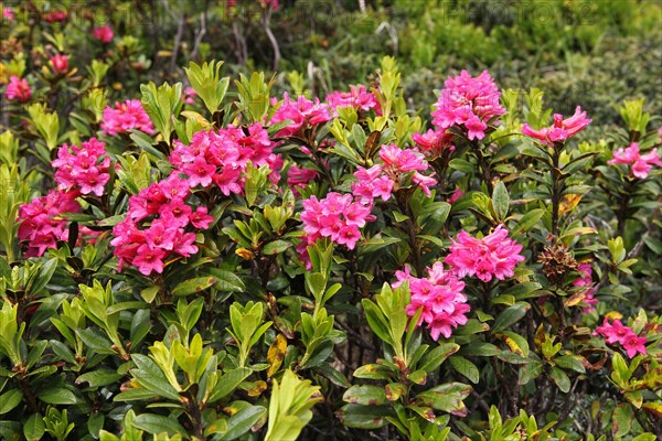 Rusty-leaved alpenrose (Rhododendron ferrugineum) on the Silvretta High Alpine Road, Vorarlberg, Austria, Europe