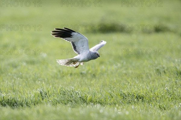 Hen harrier (Circus cyaneus) flying, Emsland, Lower Saxony, Germany, Europe