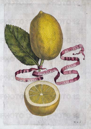 Limon Citratus, citrus fruit, hand-coloured copperplate engraving from Giovanni Baptista Ferrari Hesperides, Sive, de Malorum Aureorum Cultura et Usu Libri Quatuor, 1646, Rome
