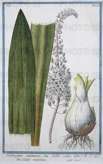 Ornithogalum maritimum, Seu Scilla radiere alba, hand-coloured botanical engraving from Hortus Romanus by Giorgio Bonelli, 1772