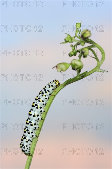 Brown-root monk (Shargacucullia scrophulariae), caterpillar on knotted brown-root or knotted brown-root (Scrophularia nodosa), North Rhine-Westphalia, Germany, Europe