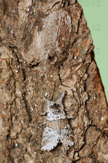 Sallow kitten moth (Furcula furcula), freshly hatched butterfly and cocoon, North Rhine-Westphalia, Germany, Europe