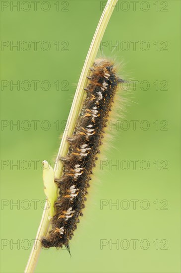 Drinker moth (Euthrix potatoria), caterpillar, North Rhine-Westphalia, Germany, Europe