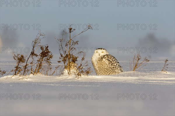 Snowy owl (bubo scandiacus), female resting on a snow-coverd meadow. Province of Quebec, Canada, AI generated, North America