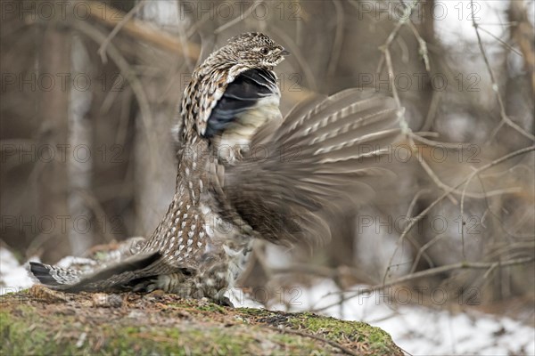 Ruffed grouse (Bonasa umbellus), male drumming to chase other male and to attract females, La Mauricie national park, Province of Quebec, Canada, AI generated, North America