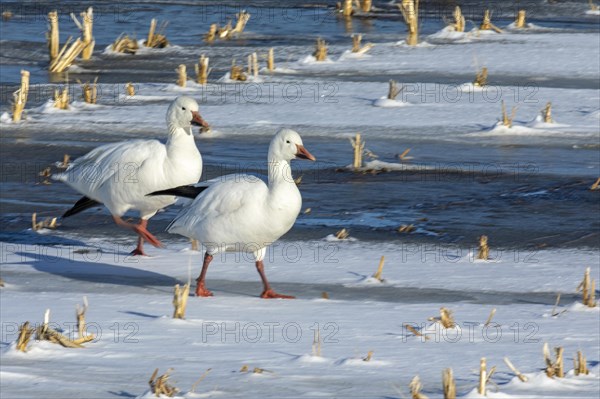 Snow geese (Anser caerulescens), adults walking on a frozen marsh, Lac Saint-Pierre Biosphere Reserve, province of Quebec, Canada, AI generated, North America
