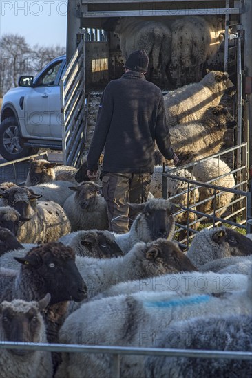 Shepherd loading blackface domestic sheep (Ovis gmelini aries) into a double-decker livestock trailer, Mecklenburg-Western Pomerania, Germany, Europe