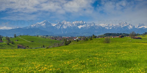 Common dandelion (Taraxacum sect. Ruderalia) in spring, meadow near Rieden am Forggensee, Ostallgaeu, Allgaeu, Bavaria, Germany, Europe