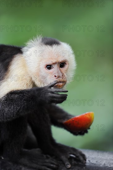 White-shouldered capuchin monkey or white-headed capuchin (Cebus capucinus), feeding, captive, occurring in South America