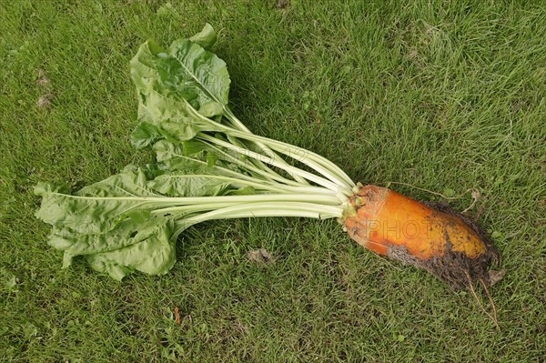 Fodder beet or beetroot (Beta vulgaris subsp. vulgaris var. crassa), North Rhine-Westphalia, Germany, Europe