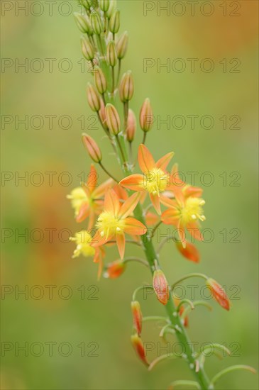 Cattail plant or stilt bulbine (Bulbine frutescens, Anthericum frutescens), inflorescence, native to South Africa, ornamental plant, North Rhine-Westphalia, Germany, Europe