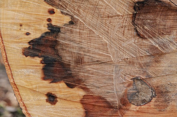 Felled copper beech (Fagus sylvatica) with wood rot, North Rhine-Westphalia, Germany, Europe