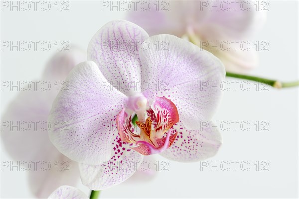 Butterfly orchid (Phalaenopsis), flower, houseplant, North Rhine-Westphalia, Germany, Europe