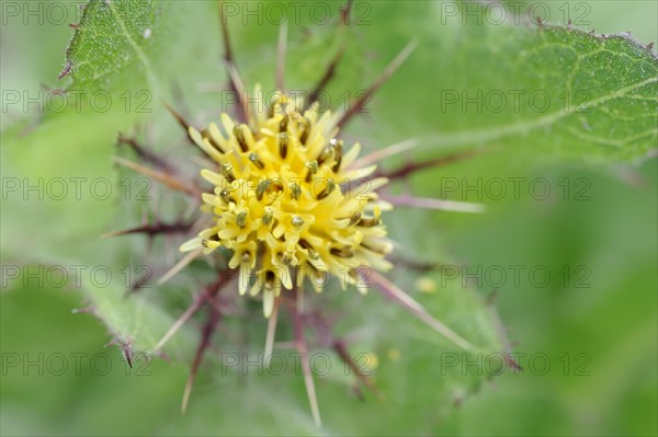 Benedict's weed (Centaurea benedicta, Cnicus benedictus), flower, medicinal plant, North Rhine-Westphalia, Germany, Europe