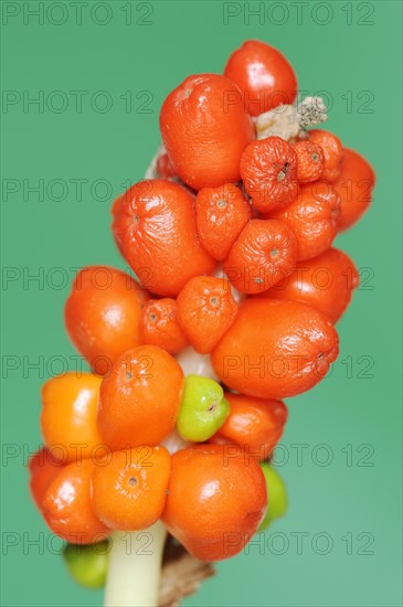 Common arum (Arum maculatum), fruit stand with ripe berries, North Rhine-Westphalia, Germany, Europe