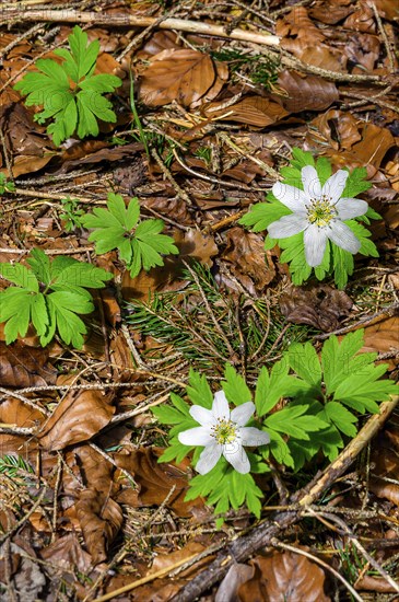 Wood anemone (Anemonoides nemorosa, syn. Anemone nemorosa), and old foliage, Allgaeu, Swabia, Bavaria, Germany, Europe