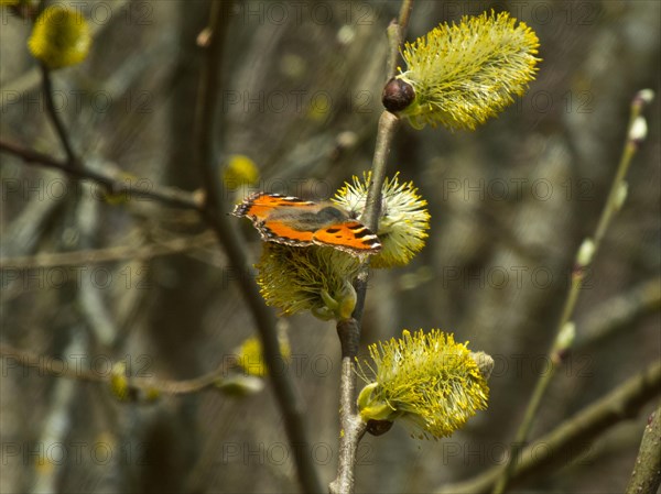 Small fox, Vanessa urticae, flowering willow catkin, Ursental, Tuttlingen, Baden-Wuerttemberg, Germany, Europe