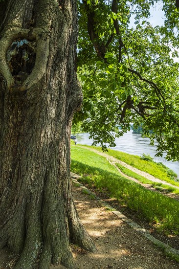 Mighty tree on the Elbe cycle path near Pillnitz Castle on the Elbe in Pillnitz, Dresden, Saxony, Germany, Europe
