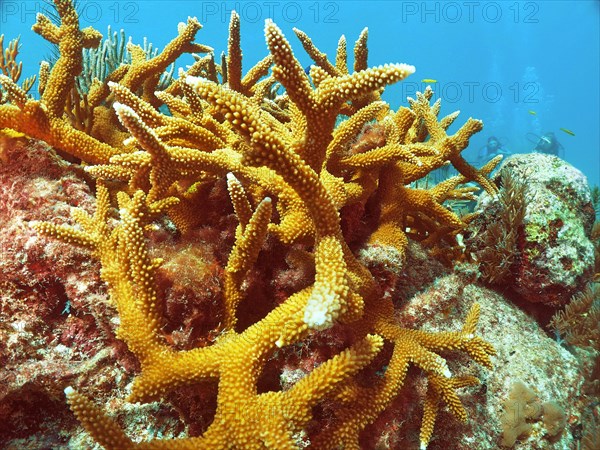 Staghorn coral (Acropora cervicornis), dive site John Pennekamp Coral Reef State Park, Key Largo, Florida Keys, Florida, USA, North America