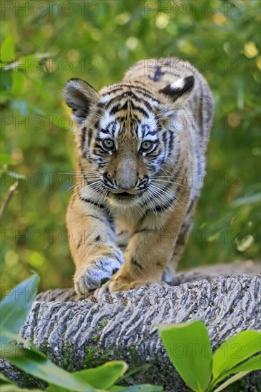 A small tiger young strides cautiously along a tree trunk, Siberian tiger, Amur tiger, (Phantera tigris altaica), cubs