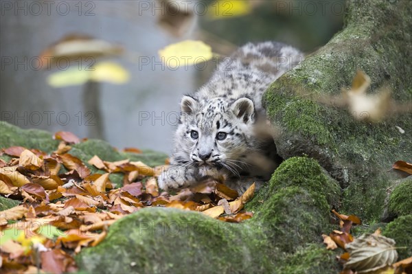 A young snow leopard lies on moss-covered rocks surrounded by autumn leaves, Snow leopard, (Uncia uncia), young animal