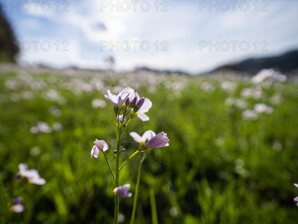 Cuckoo flower (Cardamine pratensis), Leoben, Styria, Austria, Europe