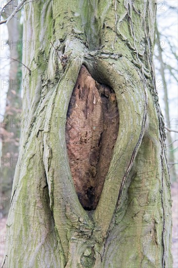 Deadwood structure Cave in deciduous forest, cave with lateral overhangs, important habitat for insects and birds, North Rhine-Westphalia, Germany, Europe