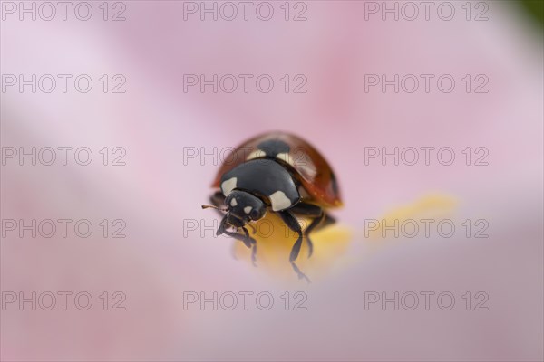 Seven-spot ladybird (Coccinella septempunctata) adult on a garden Camellia flower in spring, England, United Kingdom, Europe