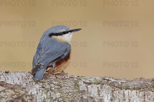 Eurasian nuthatch (Sitta europaea) sitting on a fallen birch trunk, Animals, Birds, Siegerland, North Rhine-Westphalia, Germany, Europe