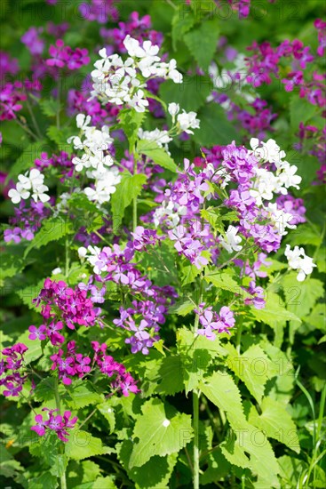 A colourful flower bed with purple, pink and white flower-bed, annual honesty (Lunaria annua) or garden silverleaf, Judas silverleaf, Judas penny, silver thaler, violet or garden moon violet, fresh green leaves, garden, spring, springtime, close-up, macro shot, close-up, sunny day, Allertal, Lower Saxony, Germany, Europe