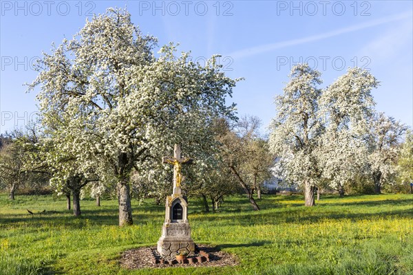 Field cross at a meadow orchard, pear tree blossom (Pyrus), pome fruit family (Pyrinae), spring, Ulzhausen, Waldbeuren, Pfrunger-Burgweiler Ried, Baden-Wuerttemberg, Germany, Europe