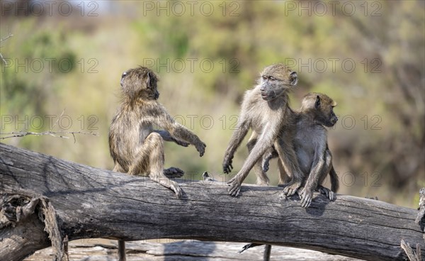 Chacma baboons (Papio ursinus), three cubs playing on a tree trunk, Kruger National Park, South Africa, Africa