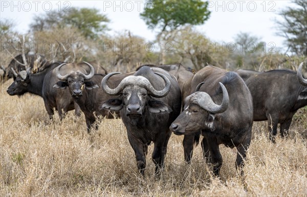 Herd of african buffalo (Syncerus caffer caffer), in dry grass, Kruger National Park, South Africa, Africa