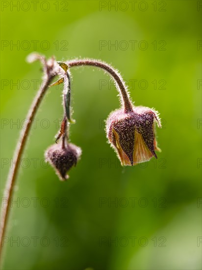 Water avens (Geum rivale), Piding, Berchtesgadener Land, Bavaria, Germany, Europe