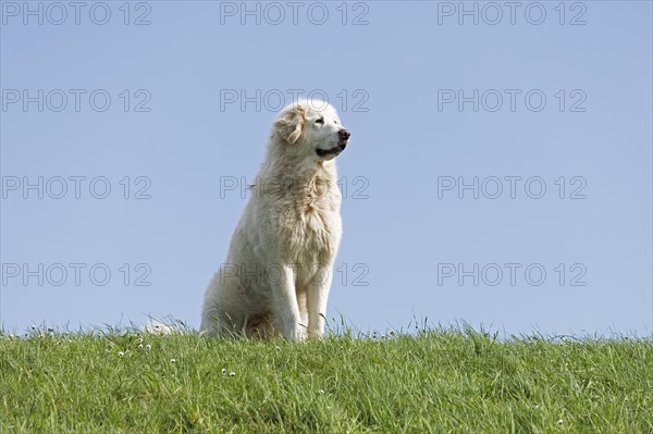 Herd guard dog, shepherd dog, Elbe dyke near Bleckede, Lower Saxony, Germany, Europe