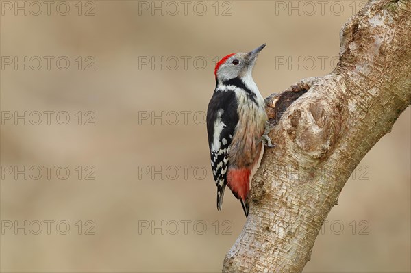 Middle spotted woodpecker (Dendrocopos medius) sitting at a water pot in a tree trunk, Animals, Birds, Woodpeckers, Wilnsdorf, North Rhine-Westphalia, Germany, Europe