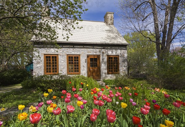 Old circa 1750 Canadiana style fieldstone house facade with brown stained wooden windows, door and Tulipa, Tulips in front yard in spring, Quebec, Canada, North America