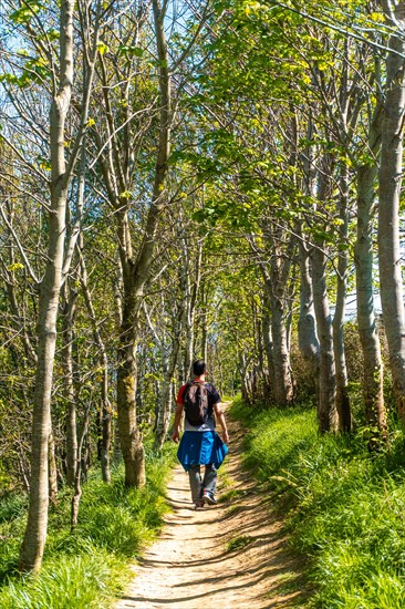 A man walking through a forest near the Zumaia flysch, Gipuzkoa. Basque Country