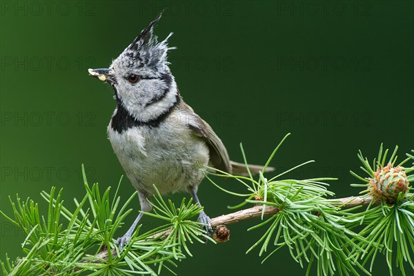 Crested Tit (Lophophanes cristatus), sitting with food in a larch branch, North Rhine-Westphalia, Germany, Europe