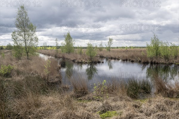 Moorland landscape with sprouting birch trees (Betula pendula), Emsland, Lower Saxony, Germany, Europe