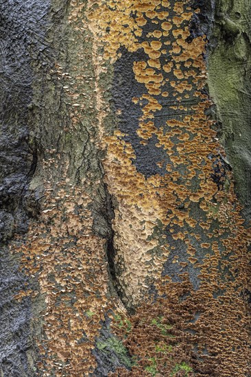 Bleeding oak crust (Stereum gausapatum), mass infestation on a copper beech (Fagus sylvatica), Emsland, Lower Saxony, Germany, Europe