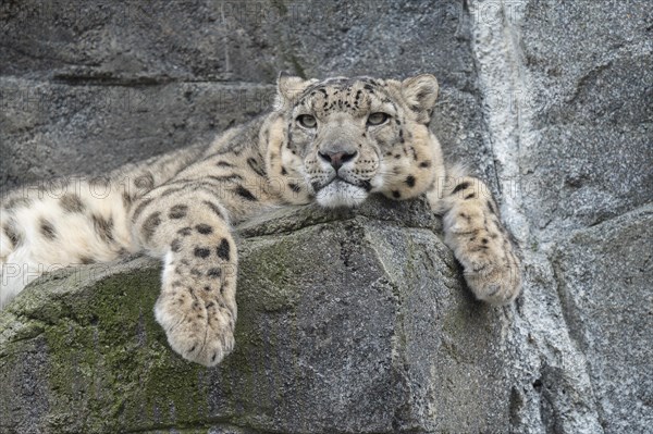 Snow leopard (Panthera uncia) lying on a rock, occurring in the Central Asian high mountains, captive