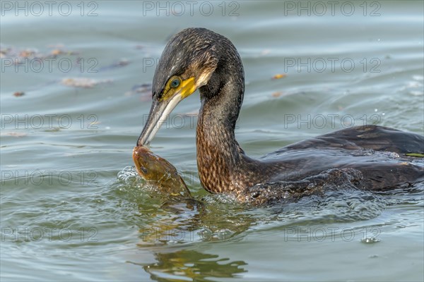 A large eel tries to escape from a large great cormorant (Phalacrocorax carbo)