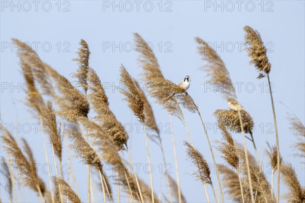 Bearded reedling (Panurus biarmicus), male, sitting in the reeds, Lake Neusiedl-Seewinkel National Park, Burgenland, Austria, Europe