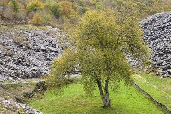 Deciduous tree, solitary tree with autumn leaves between slate heaps, Eastern Eifel, Rhineland-Palatinate, Germany, Europe