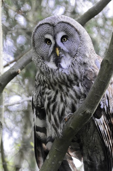 Portrait of a bearded owl, (Strix nebolosa) Captive, bearded owl on a branch, detailed close-up of the plumage, zoo, Bavaria, Germany, Europe