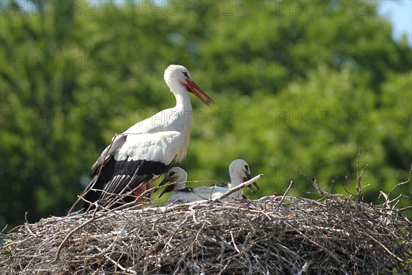 White stork (Ciconia ciconia) Old bird shields its young from strong sunlight with open wings, southern Sweden, Sweden, Europe